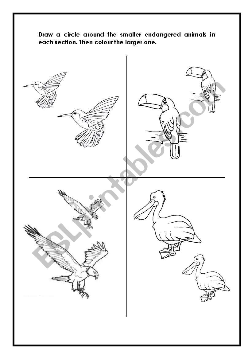 Birds worksheet