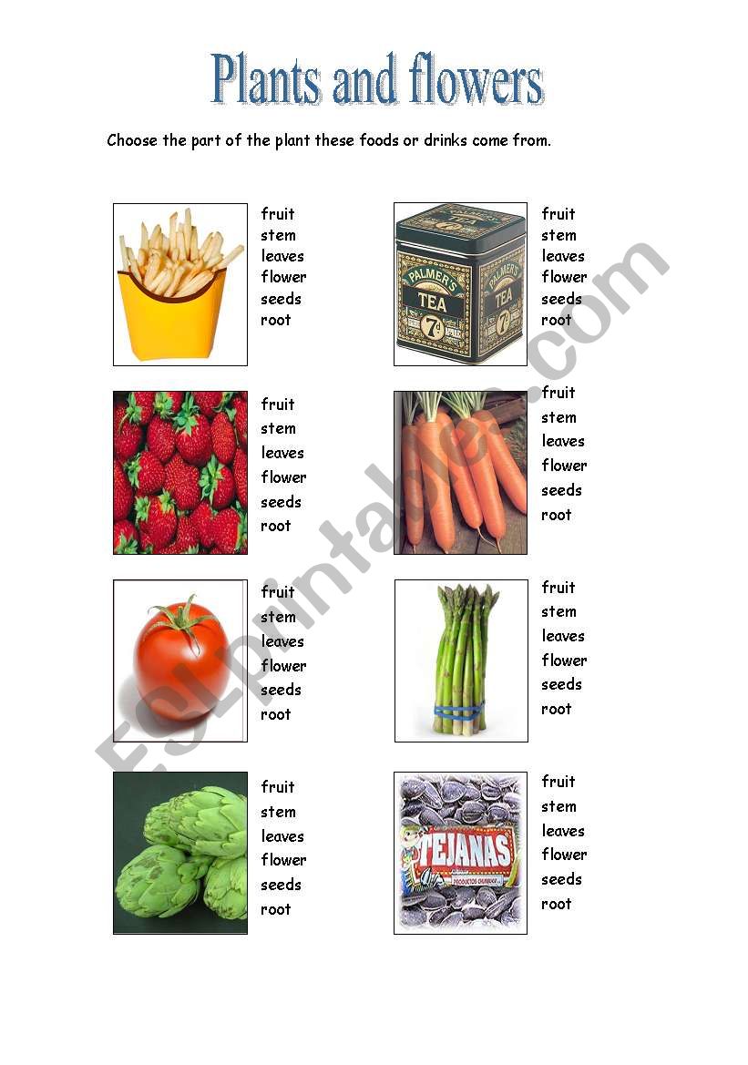 plants worksheet