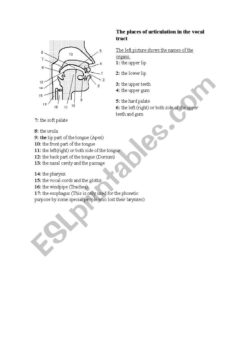 The Places of Articulation worksheet