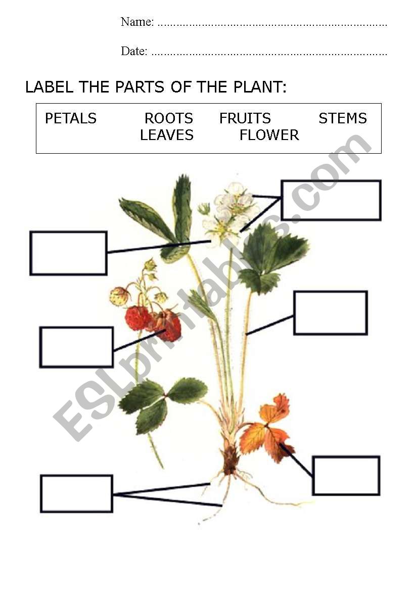 parts of a plant printable
