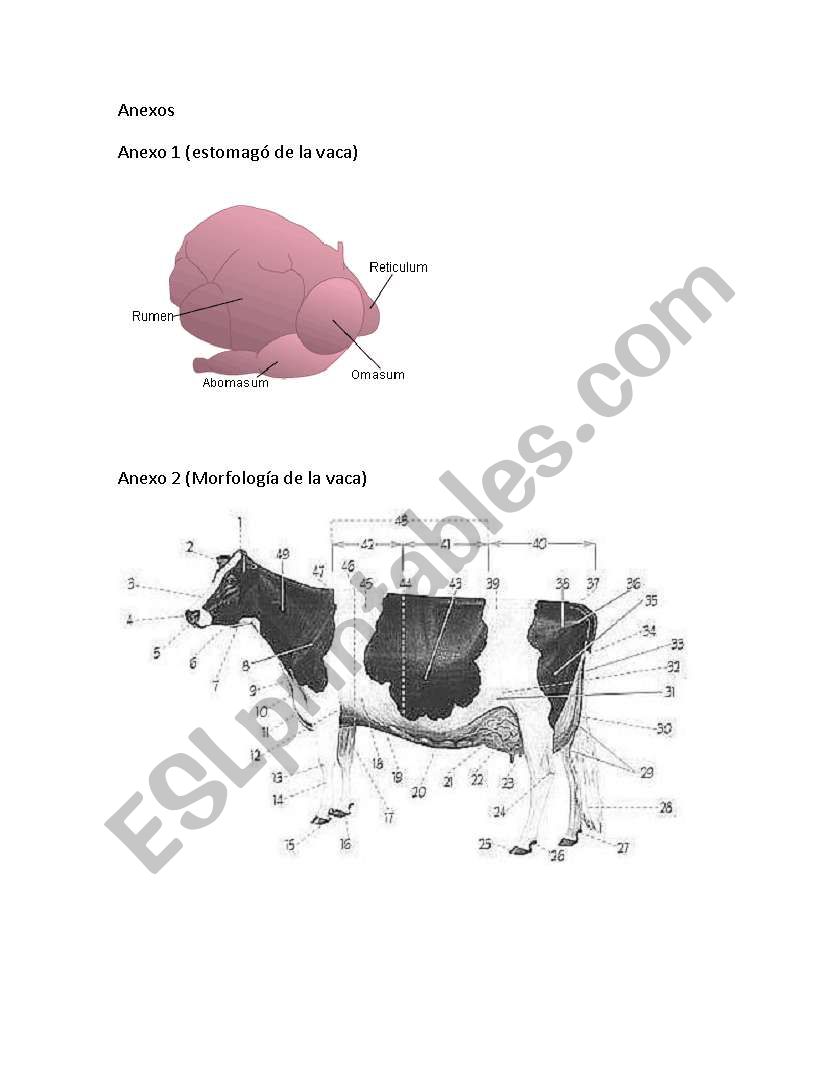 Help to know the cows life worksheet