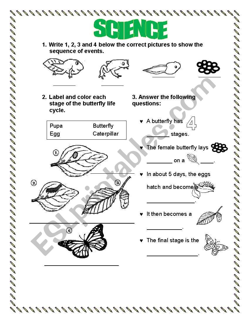 butterfly life cycle worksheet