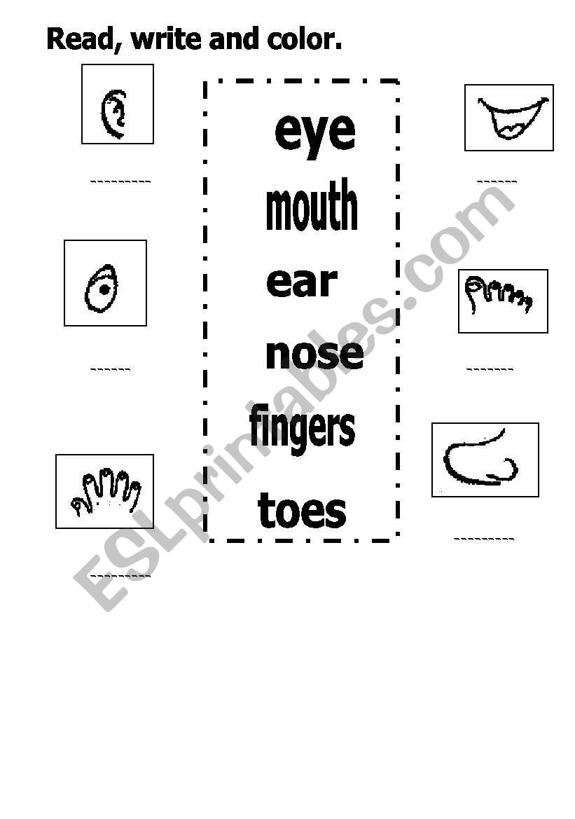 body pARTS worksheet