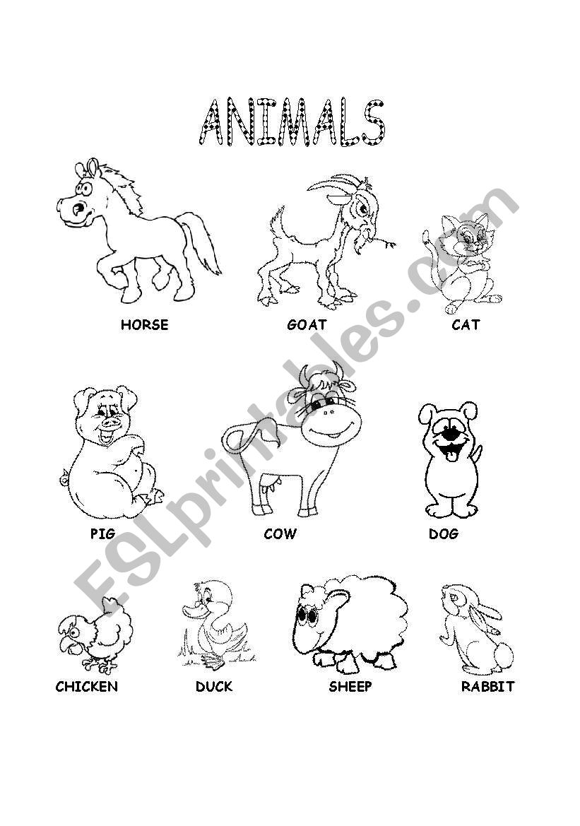Animals worksheet worksheet