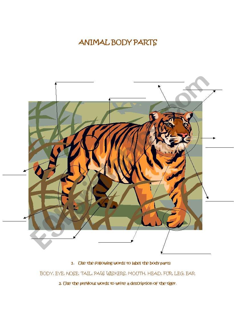 animal body parts worksheet