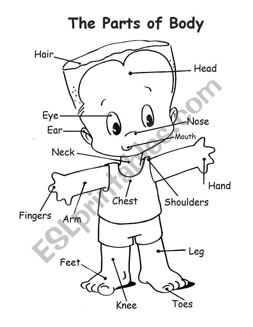 English worksheets: Parts of the body
