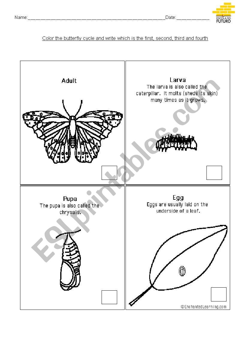 Butterfly Cicle  worksheet