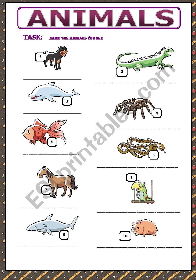 animals worksheet