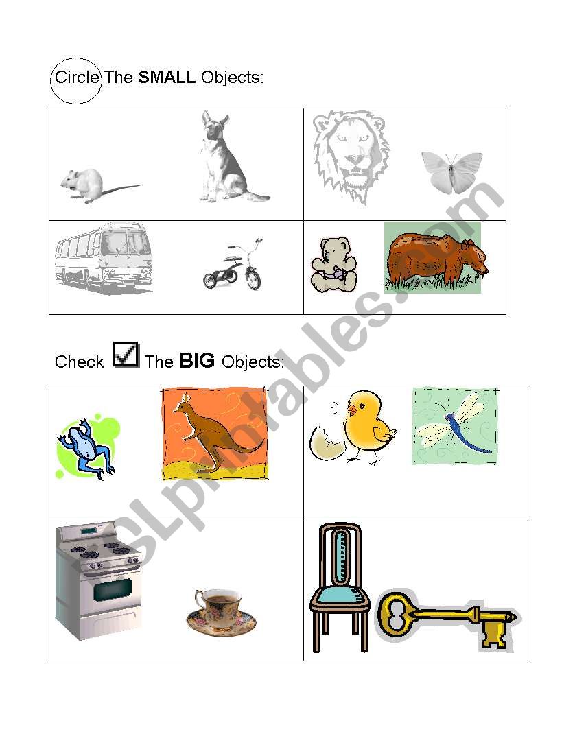 Size quiz worksheet