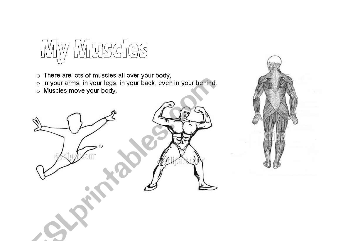 English worksheets: My muscles