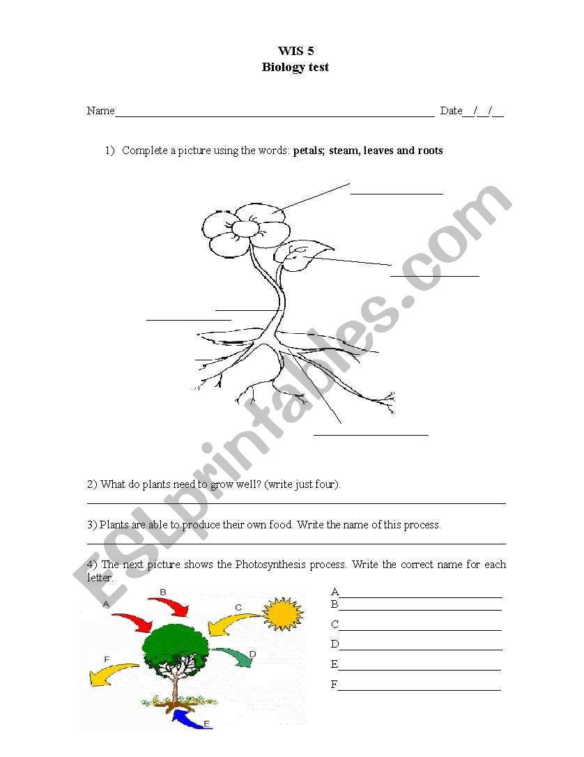 Plants needs worksheet