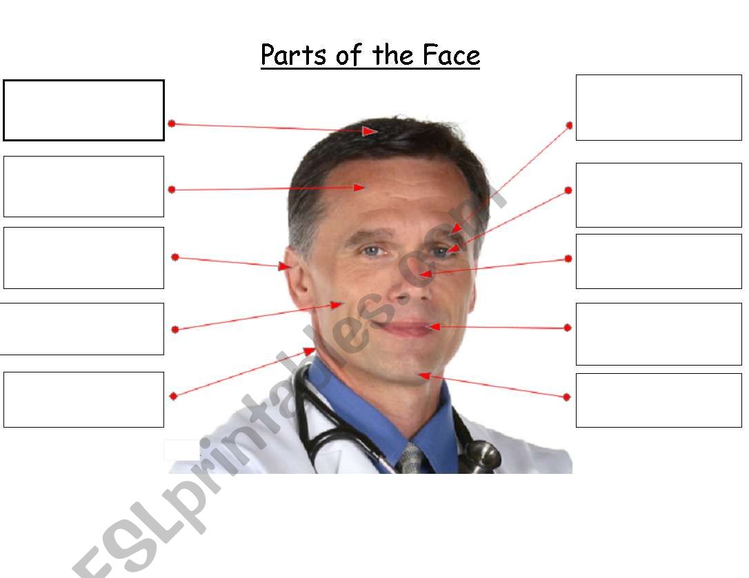 Label parts of the face worksheet