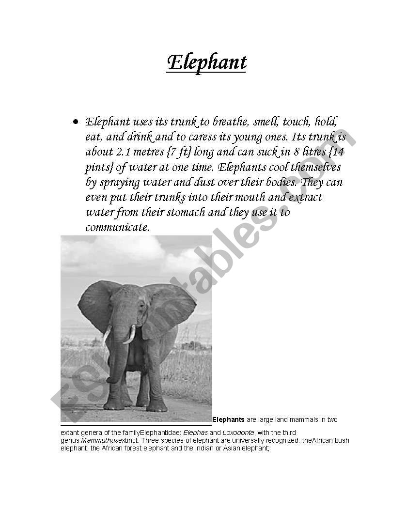 elephant worksheet