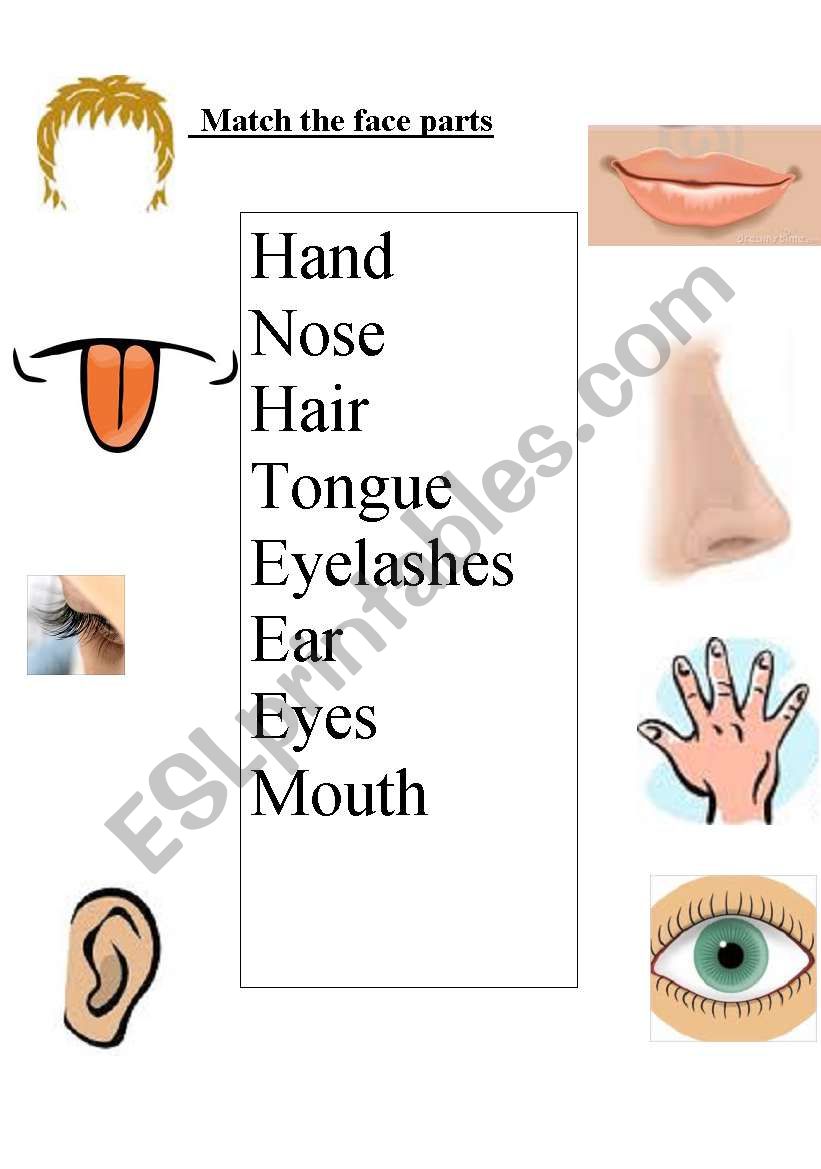 Match the face parts worksheet