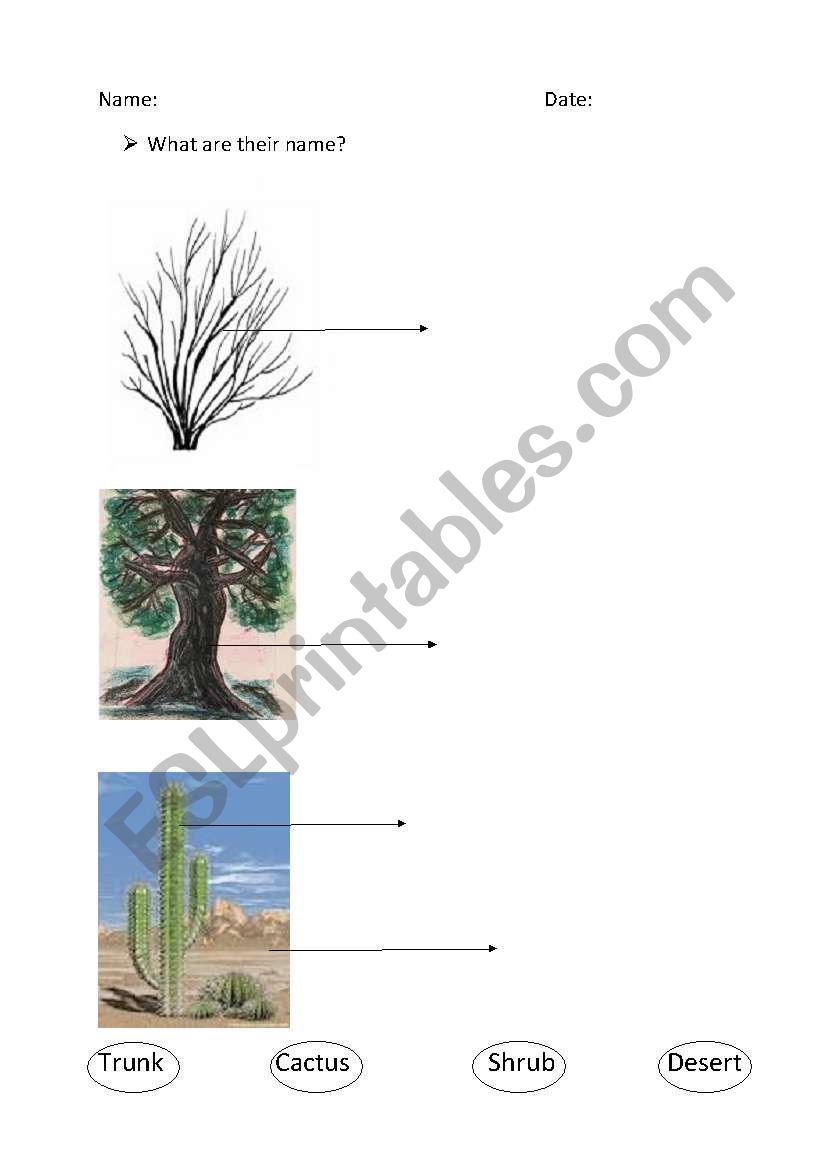 different parts of a plant worksheet