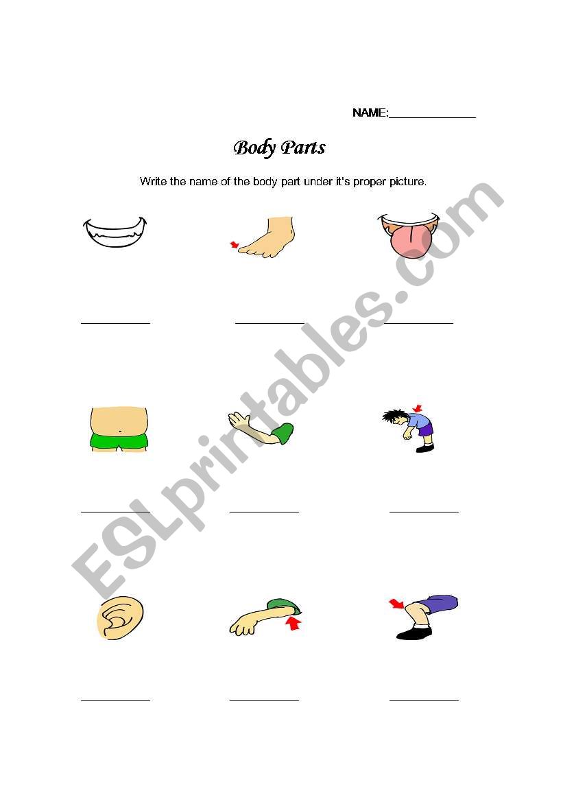 Body parts word match worksheet