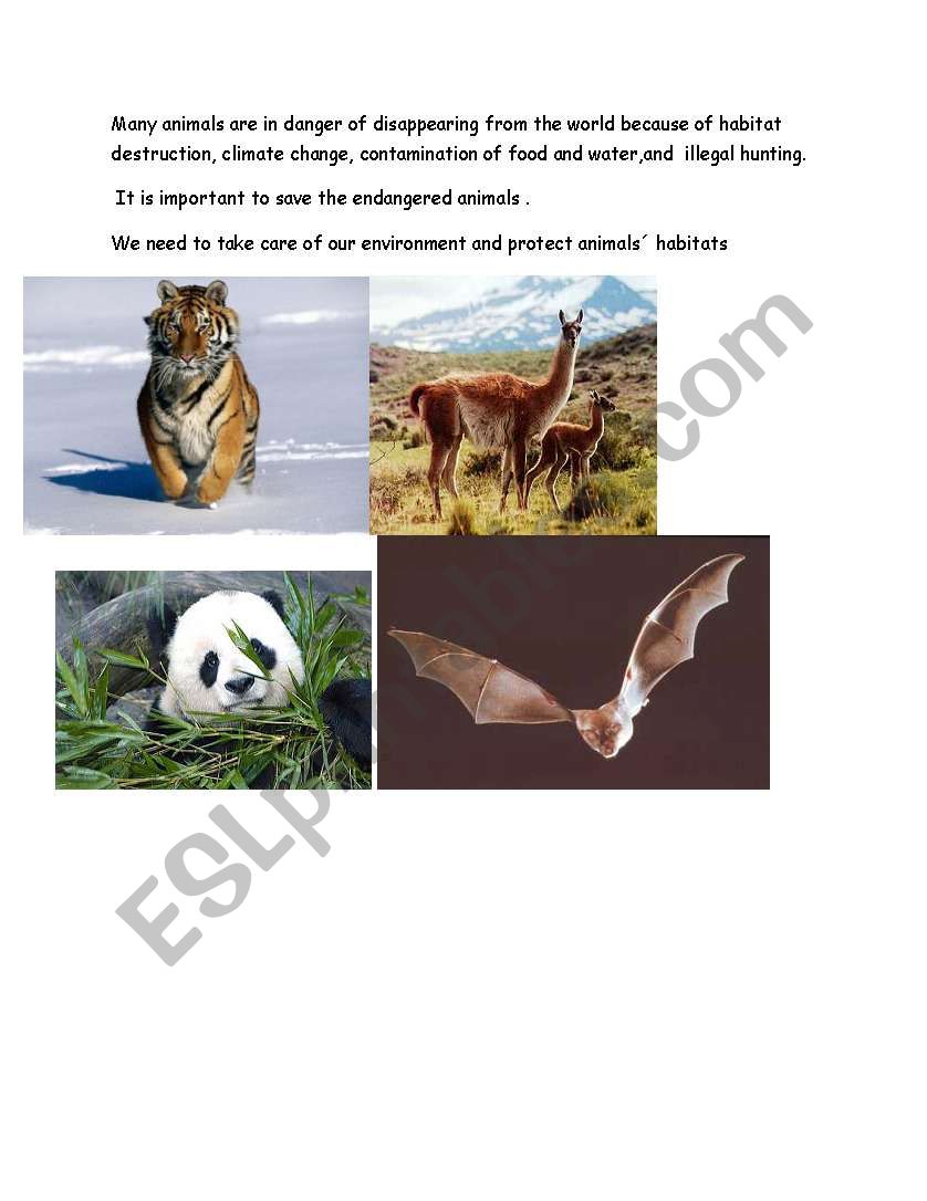 Animlas wildlife poster worksheet