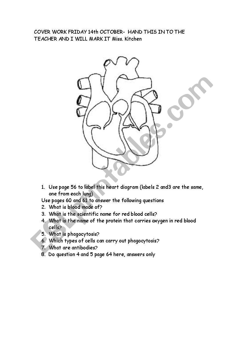 hjeart and circulation worksheet