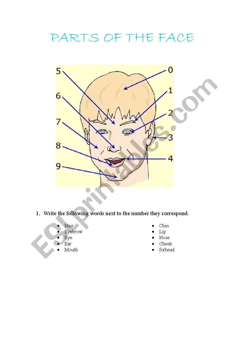 Parts of the face worksheet