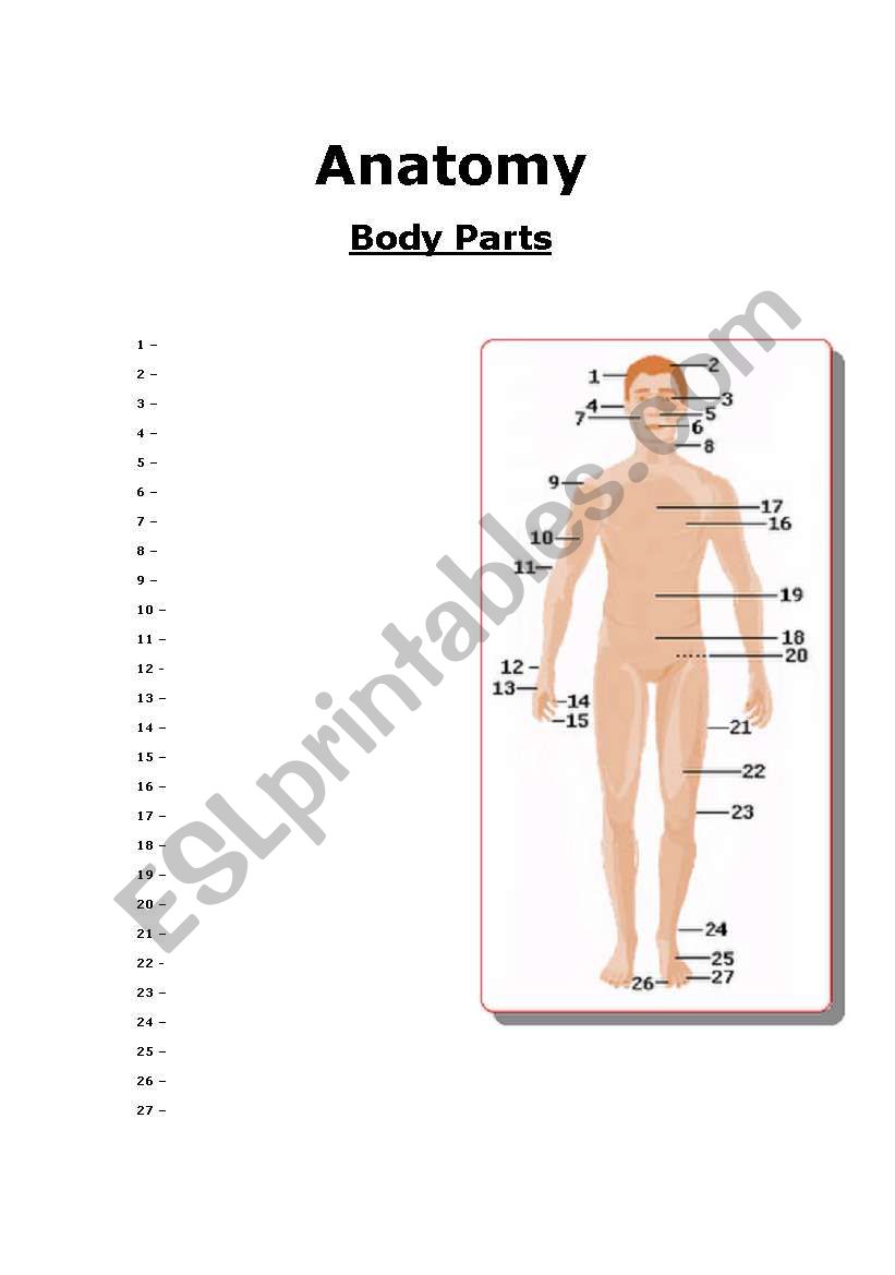 Anatomy (Major Body Parts) worksheet