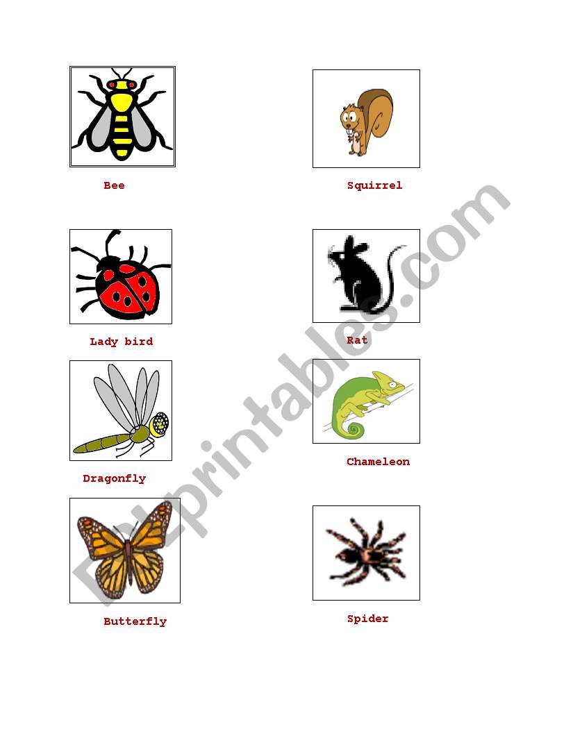 Insects worksheet