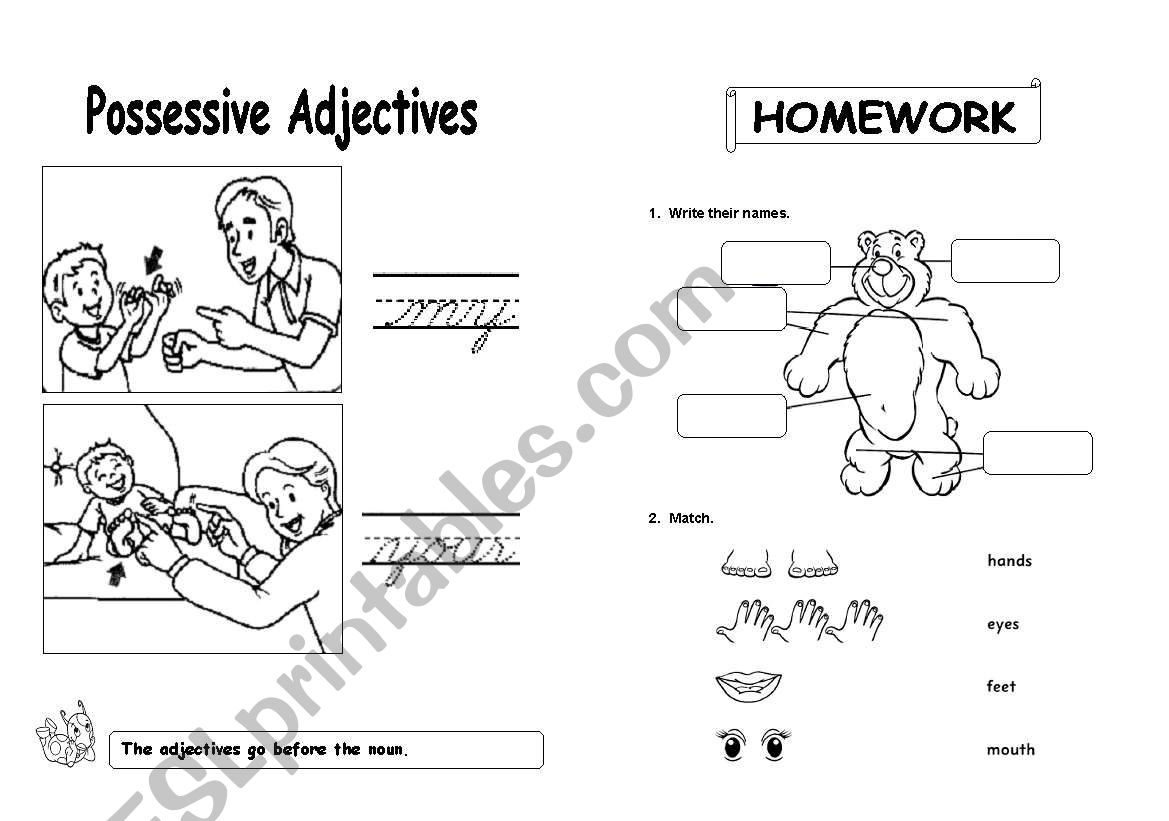 possessive adjectives worksheet