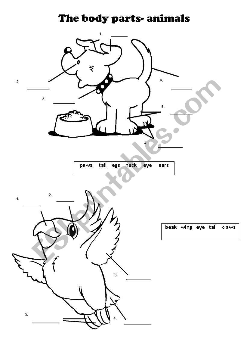 The Body Parts Animals ESL Worksheet By Jagna255