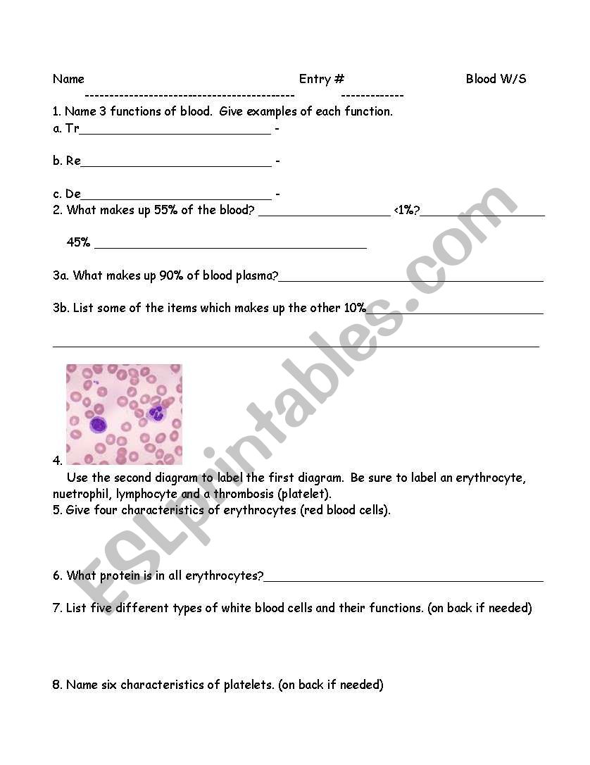 Blood system worksheet