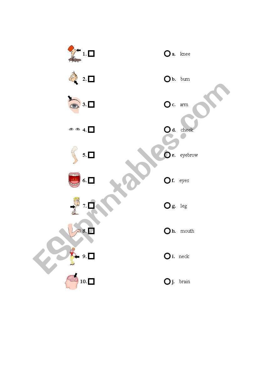 parts of the body worksheet