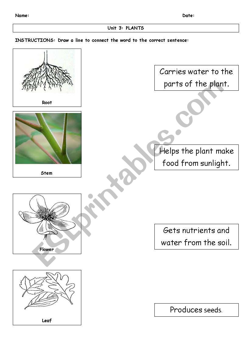 English Worksheets Function Of Plant Parts