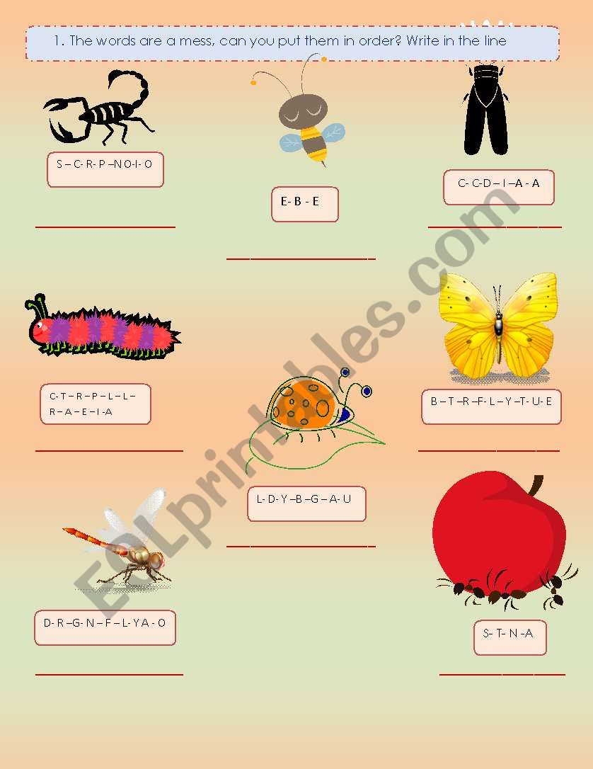 Insects worksheet