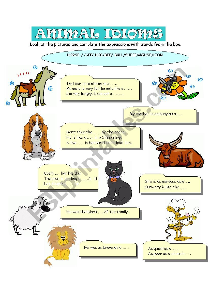 misshelen on X: Animal #idioms #cat #english #ingles #esl