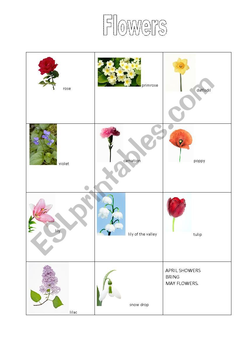 Flowers worksheet