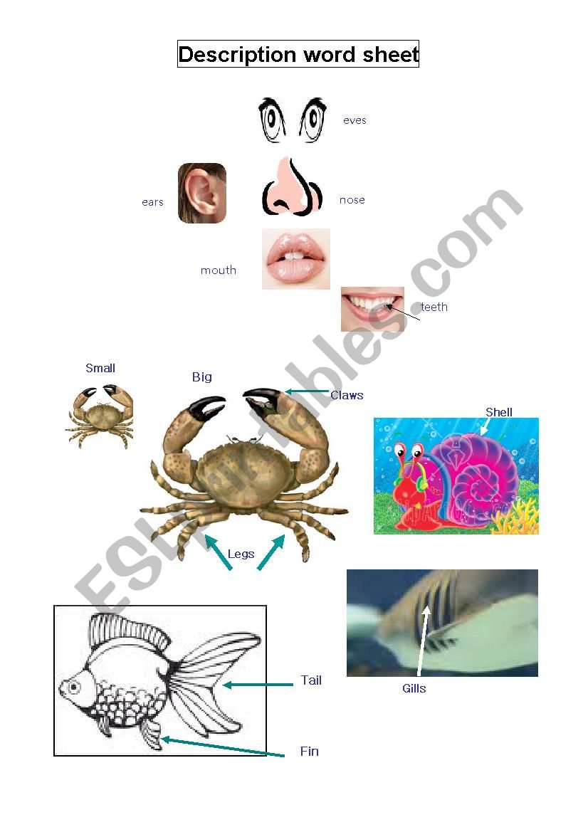 sea animals worksheet