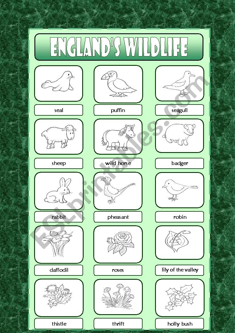 England´s Wildlife - ESL worksheet by Krümel