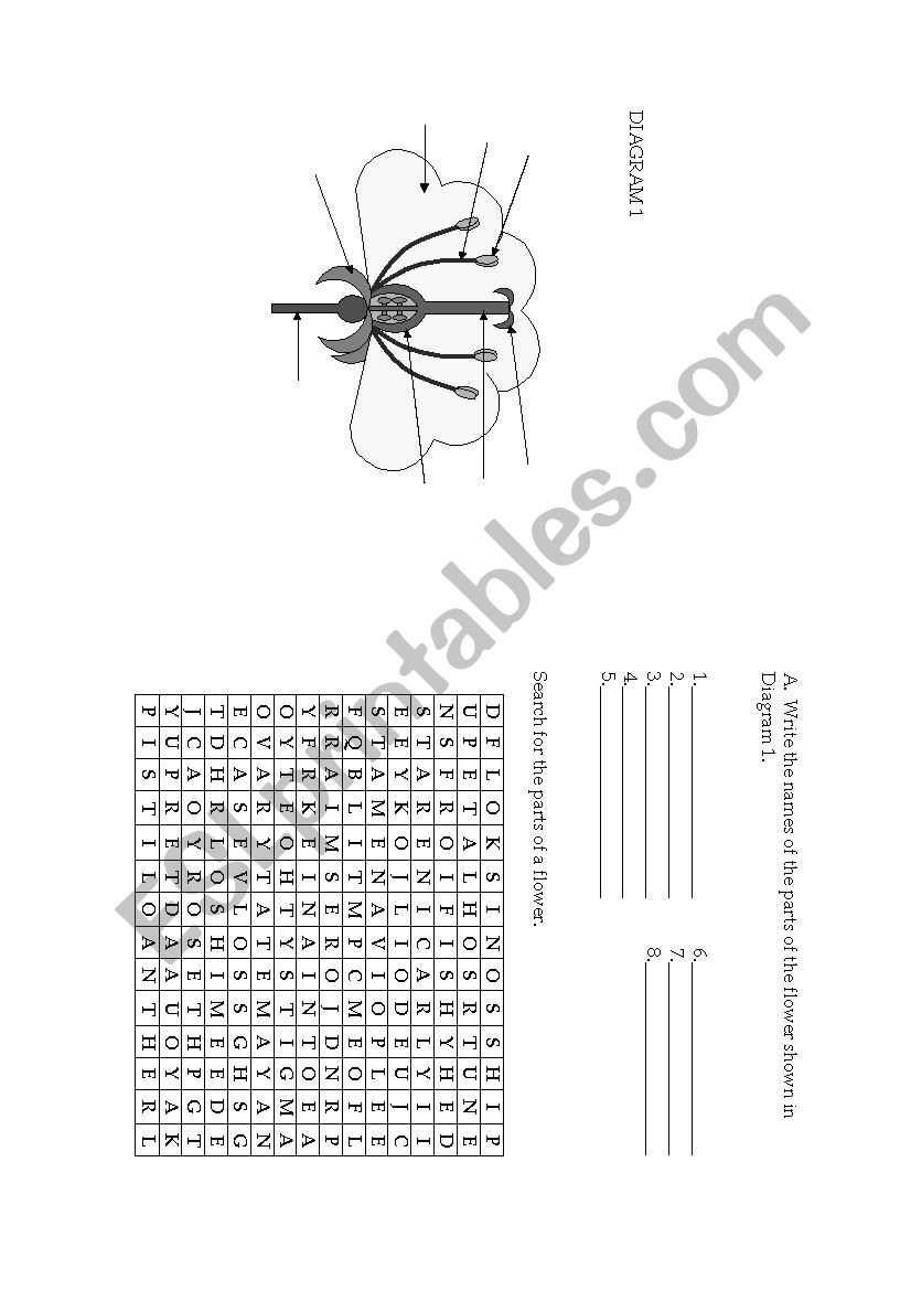 My Flower worksheet