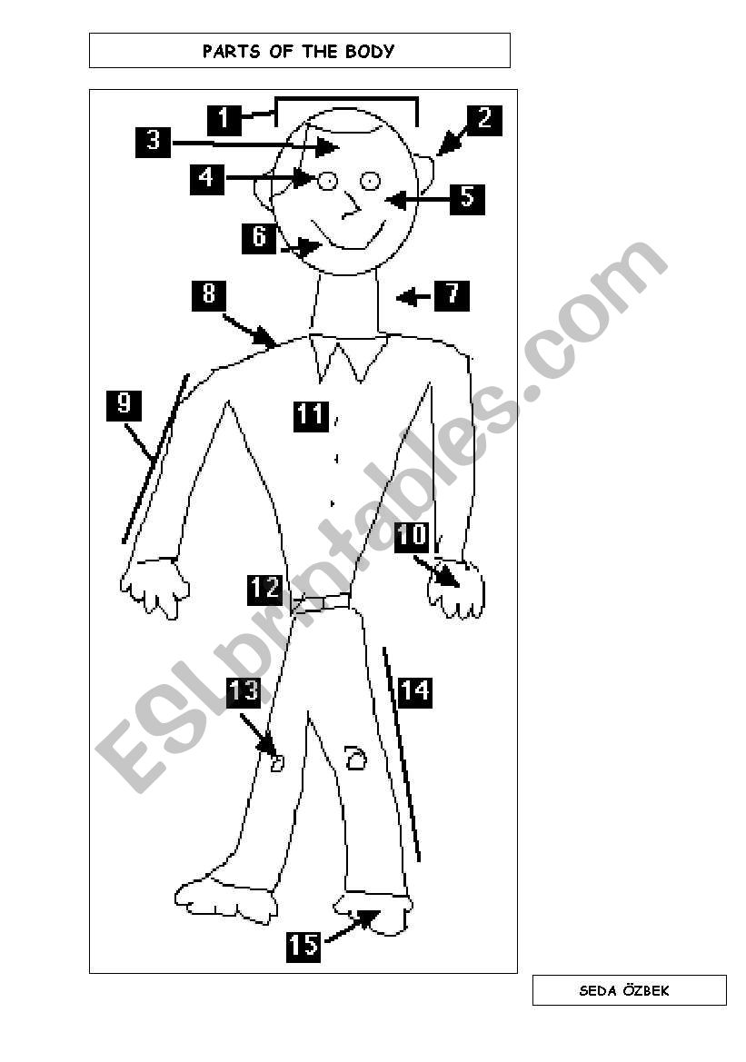 parts of the body worksheet