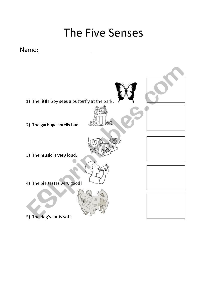 The Five Senses worksheet