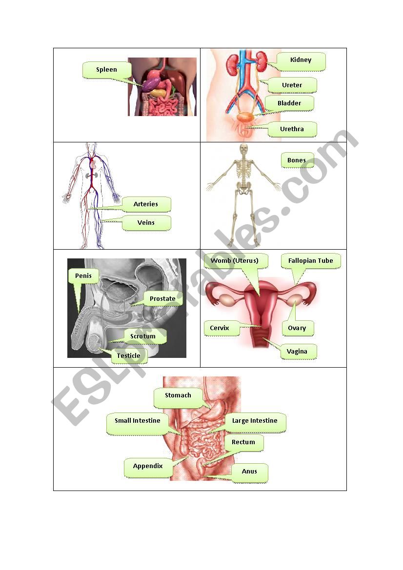Internal Body Organs 2 worksheet
