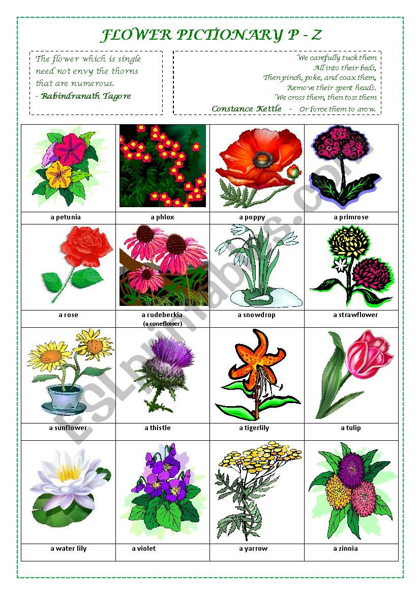 FLOWERS PICTIONARY P - Z (part IV) - ESL worksheet by alexcure