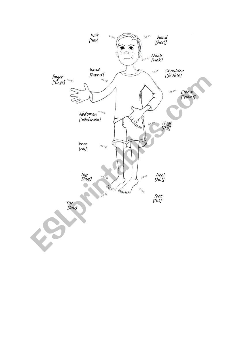 Parts of the body worksheet