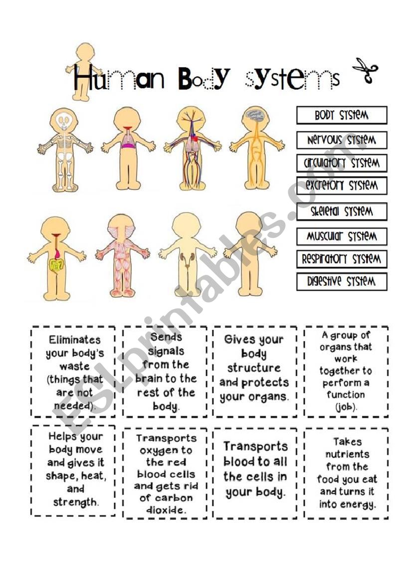 Human Body Systems - ESL worksheet by yenn