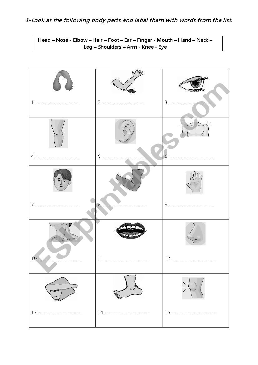 body parts worksheet