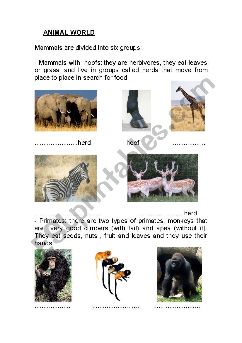 types-of-mammals-esl-worksheet-by-sandrahn7