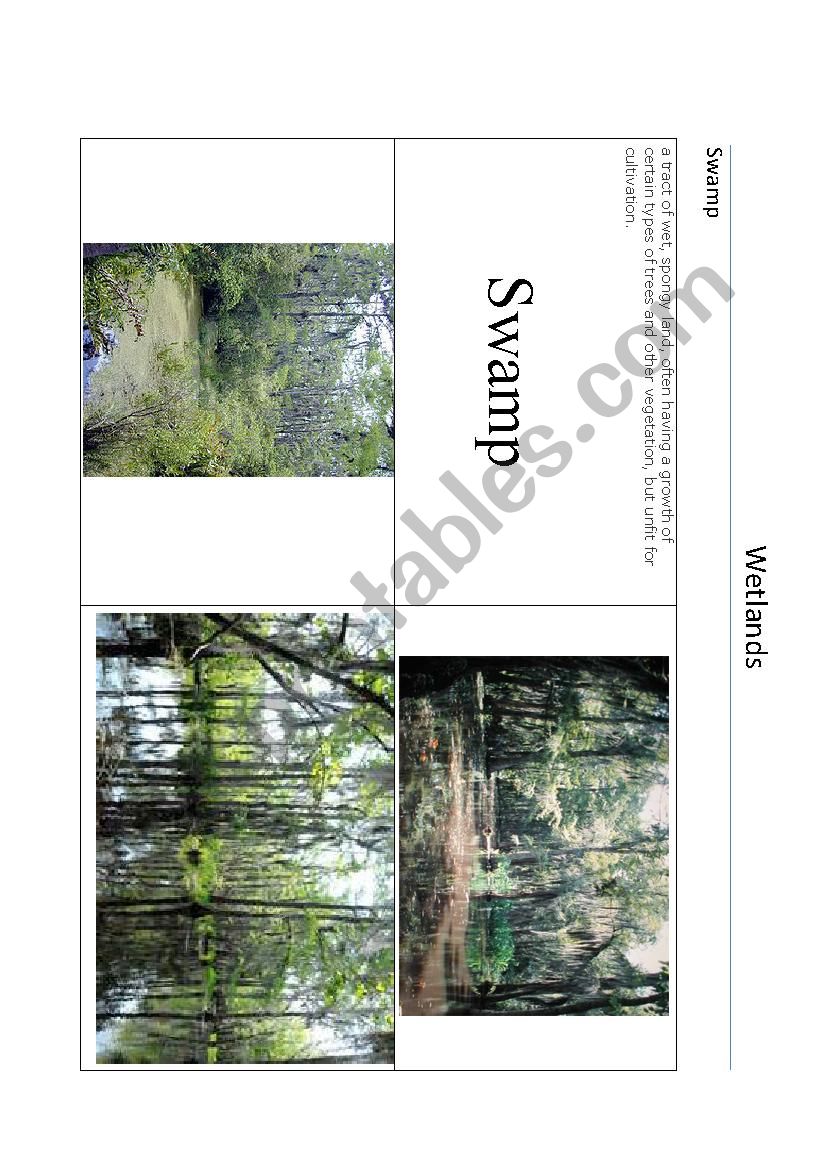 Wetlands - Swamp part 3 of 4 - ESL worksheet by Amy German