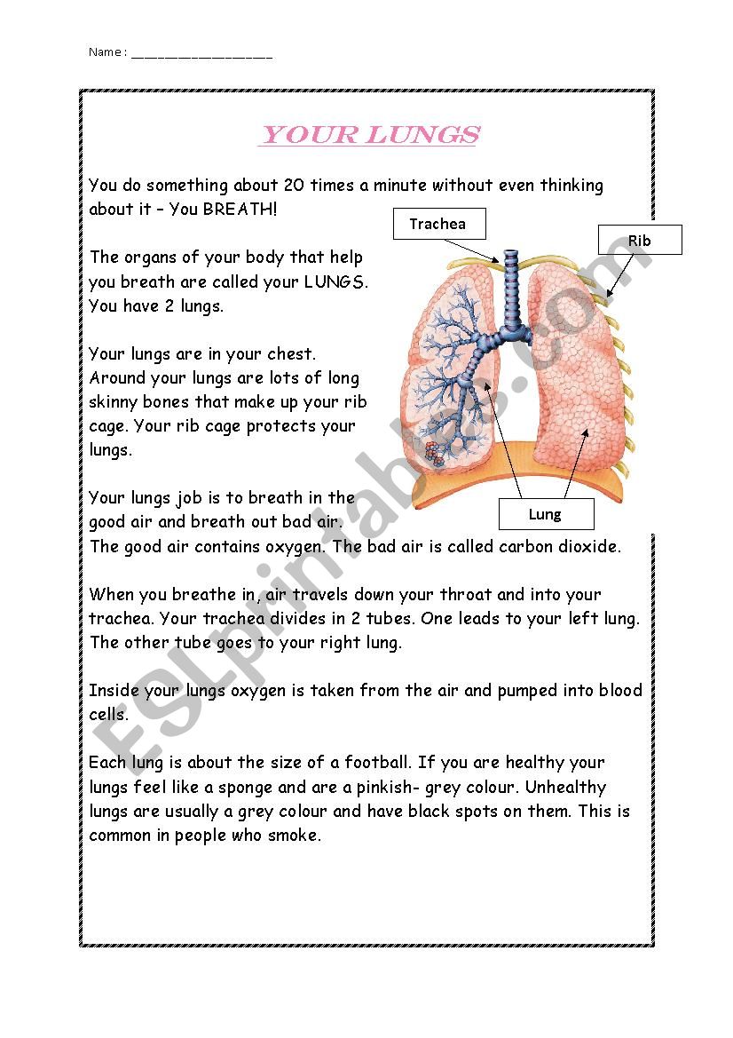 Your Lungs - ESL worksheet by bre1398