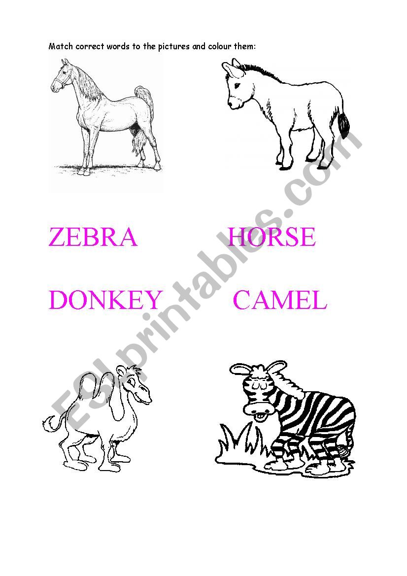 Animals worksheet