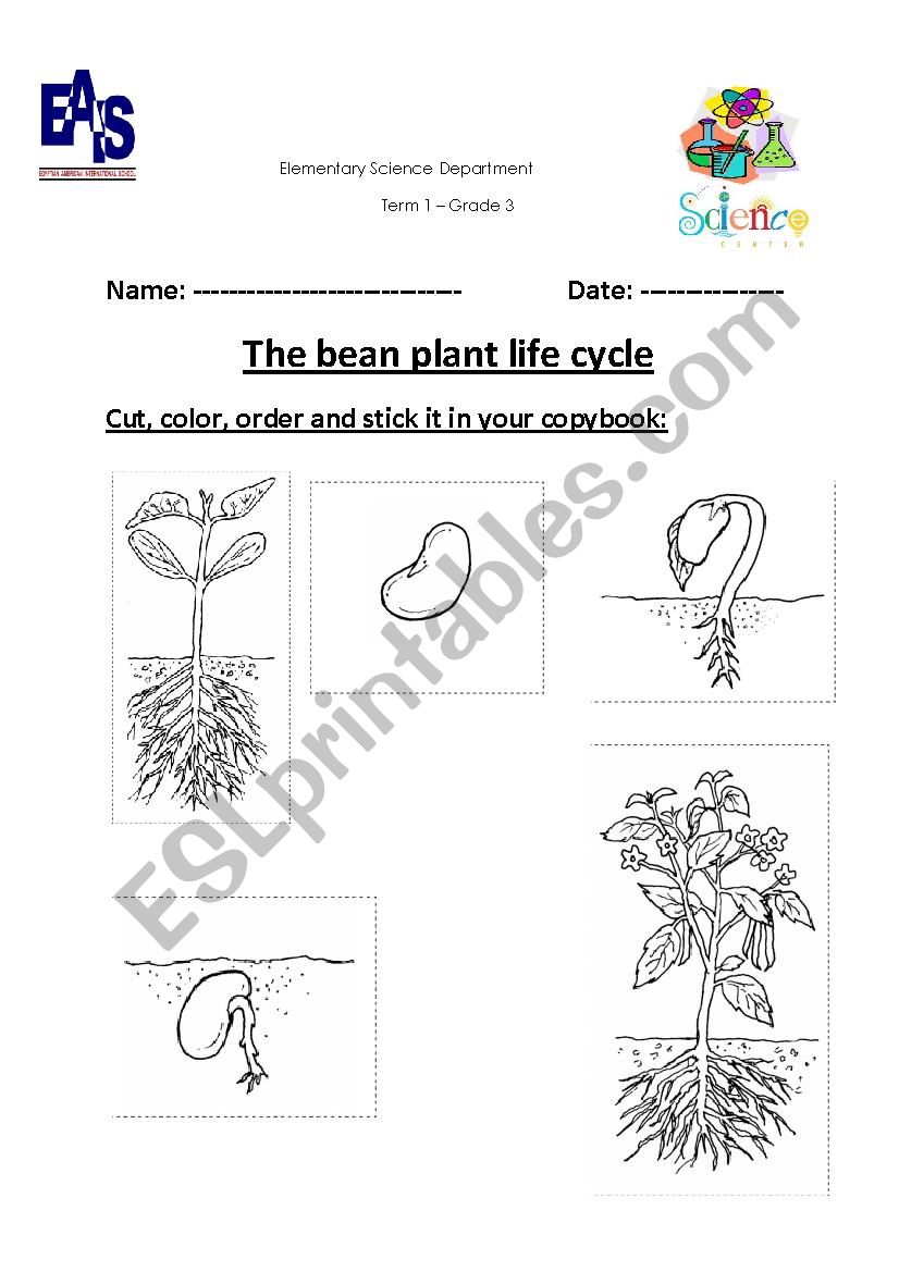 Printable Life Cycle Of A Bean Plant Worksheet