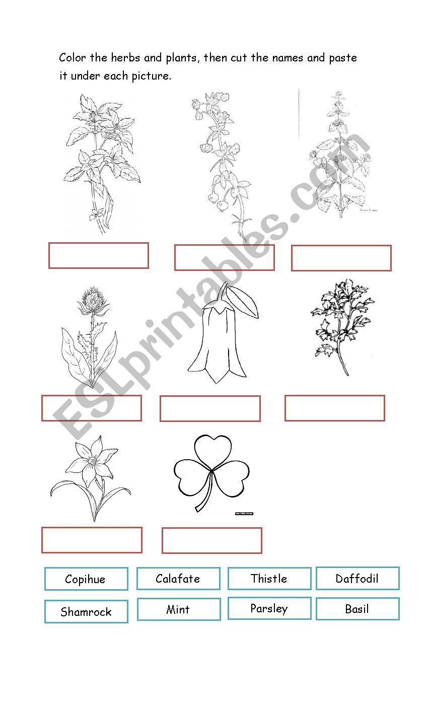 Plants worksheet