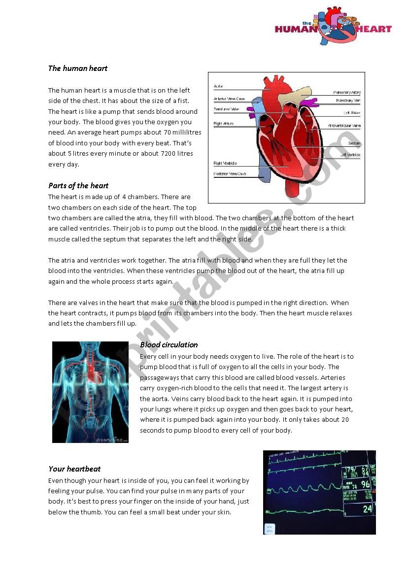 The human heart worksheet